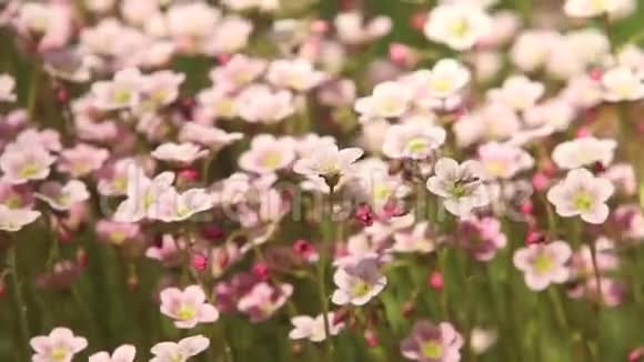 鲜艳的花朵背景视频的预览图