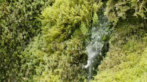 苔藓上水流的慢动作特写视频的预览图