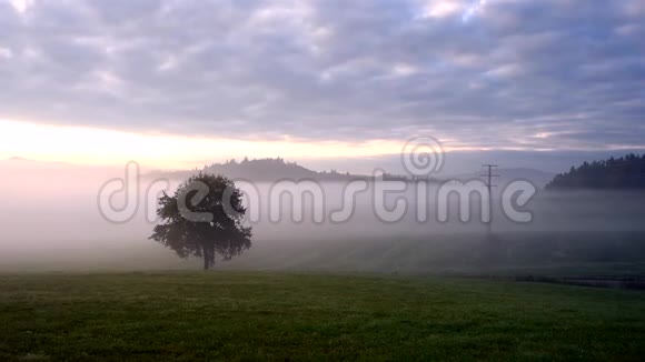 树和秋雾中的风景视频的预览图