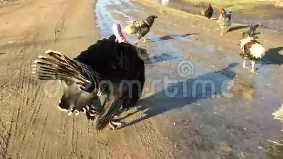 大的黑色火鸡羽毛绒毛视频的预览图