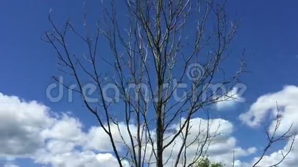 树木景观蓝天白云视频的预览图