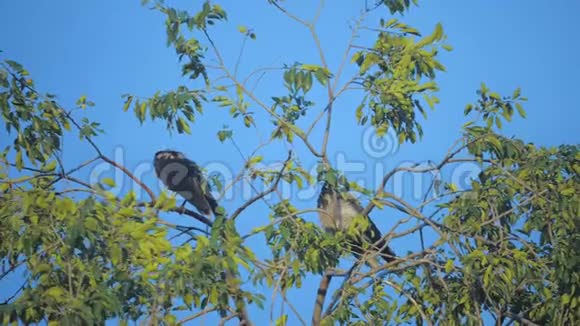 夏天一群只乌鸦坐在一棵树上一群乌鸦一只黑鸟绿树鸟的生活方式乌鸦视频的预览图