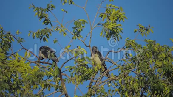 夏天一群只乌鸦坐在一棵树上一群乌鸦一只黑鸟一棵绿树鸟儿在天空中啼叫视频的预览图