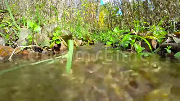 森林溪流视频的预览图