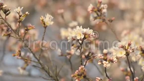 日本东京昭和金恩公园樱花视频的预览图