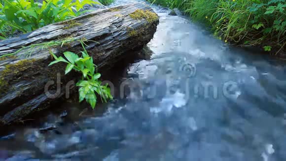 野生森林河视频的预览图