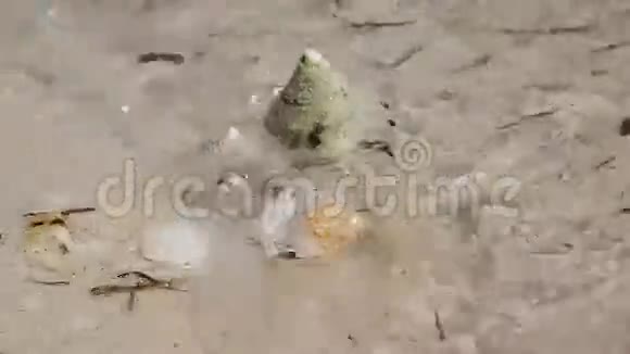 沙滩上的贝壳视频的预览图