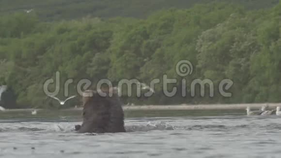 灰熊和鲑鱼视频的预览图