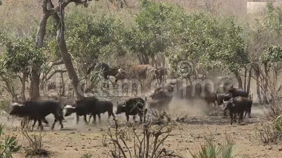 非洲水牛群视频的预览图