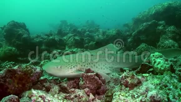 鲨鱼在礁石边缘游泳以寻找食物视频的预览图