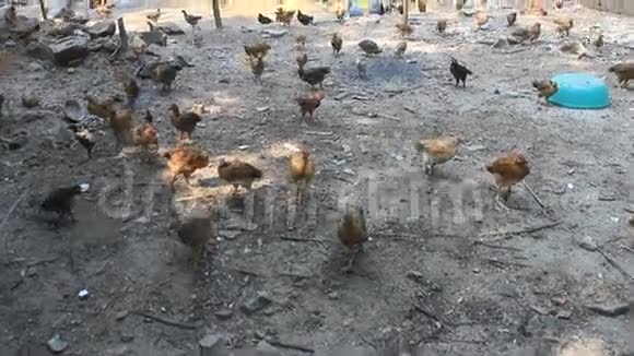 养鸡场视频的预览图