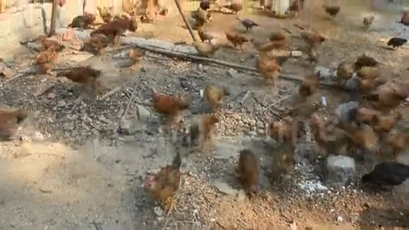 养鸡场视频的预览图