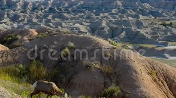 大角羊巴德兰国家公园视频的预览图