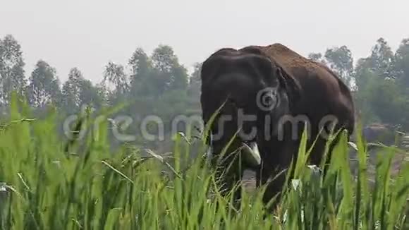 野生动物中的大象视频的预览图