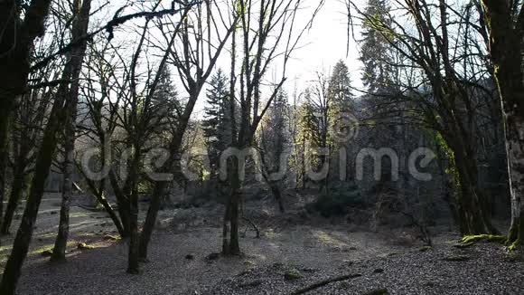 森林里的树木阿布哈兹山视频的预览图