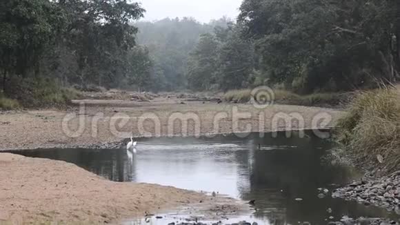 美丽的河流国家公园印度视频的预览图
