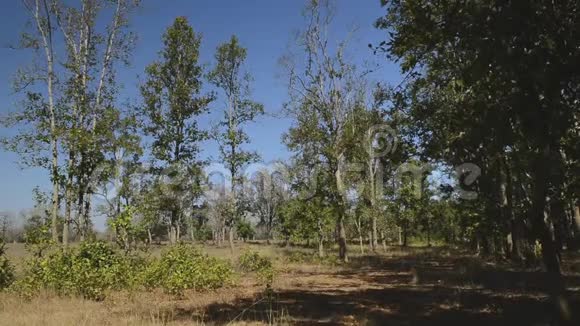 印度国家公园的景观森林视频的预览图