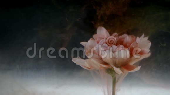 色彩斑斓的混合墨水的美丽花朵视频的预览图