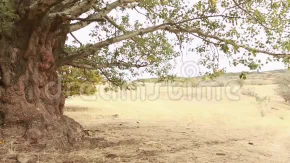 老白杨树树干树根和树枝视频的预览图