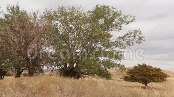 老白杨树树干树根和树枝视频的预览图