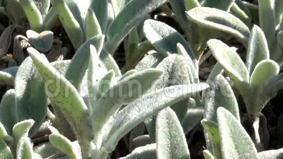 植物背景来自盛开的草视频的预览图
