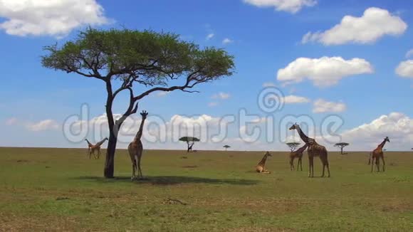 非洲大草原长颈鹿群视频的预览图