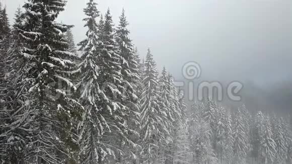 雾覆盖雪的松树的鸟瞰图视频的预览图