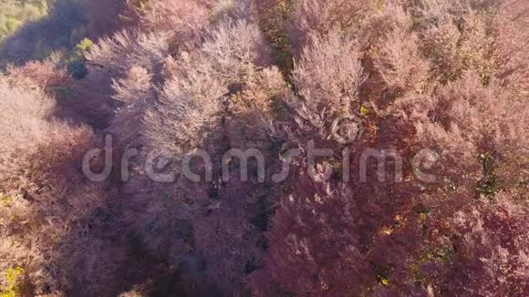 在秋天季节用暖色对树林进行空中探索视频的预览图