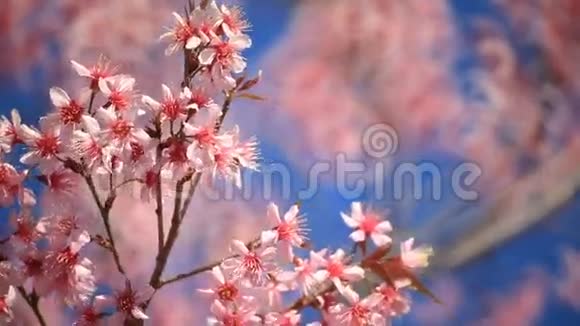 樱花樱花花视频的预览图