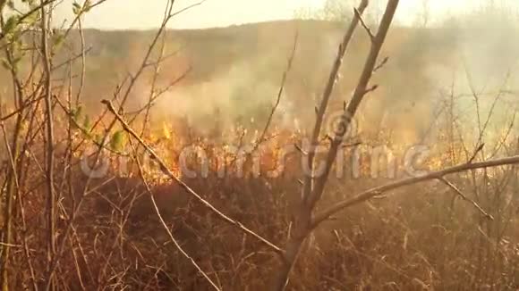 燃烧干草和灌木燃烧草原草原热带草原视频的预览图
