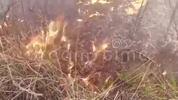 燃烧干草和灌木燃烧草原草原热带草原视频的预览图