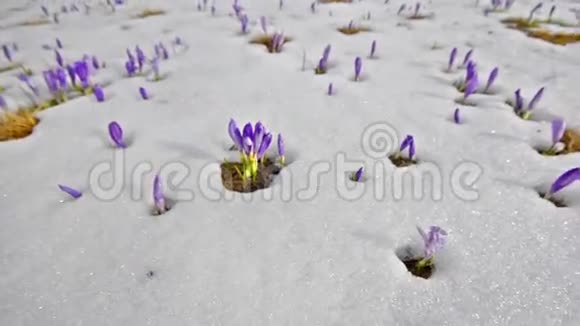 融雪的春花草甸视频的预览图