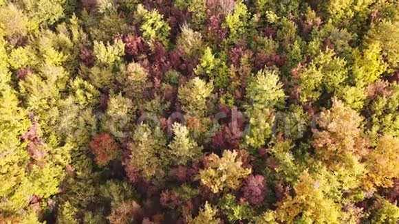 在秋天季节用暖色对树林进行空中探索视频的预览图
