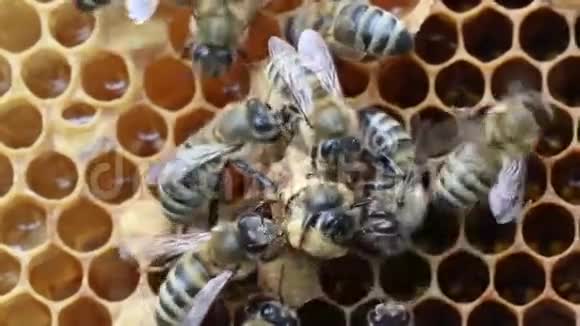 蜜蜂女王的诞生视频的预览图