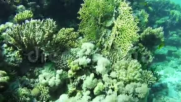埃及红海的珊瑚礁视频的预览图