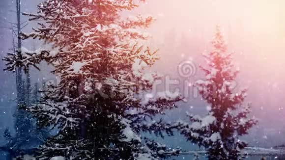 降雪和杉树视频的预览图