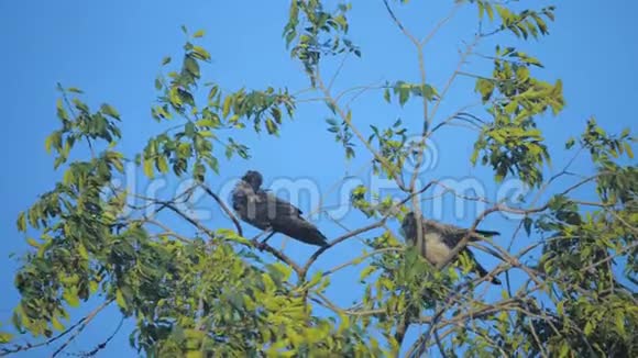 夏天一群只乌鸦坐在一棵树上一群乌鸦一只黑鸟绿树生活方式上的鸟叫视频的预览图