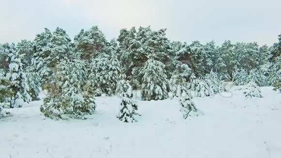 美丽的冬季景观与日落在森林中生活方式树圣诞运动稳定冬季森林视频的预览图