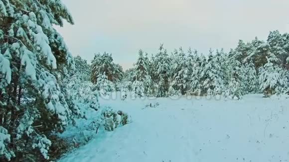 美丽的冬季景观与日落在森林中树圣诞运动稳定冬季森林视频的预览图