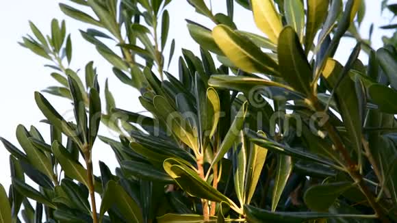 地中海植物自然和环境视频的预览图
