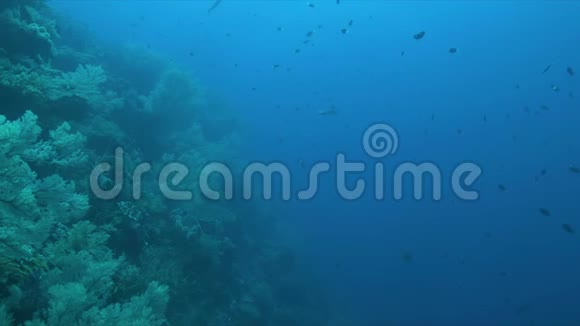 珊瑚礁上的白尖礁鲨鱼4k视频的预览图