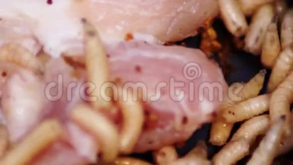 有肉的蛆肥虫幼虫食虫幼虫鱼饵钓竿钓钩虫鱼食视频的预览图