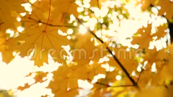公园秋树上的枫叶视频的预览图
