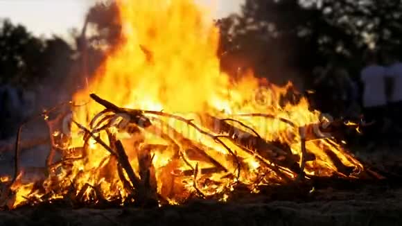 森林中夜间燃烧的树枝的大篝火背景慢动作视频的预览图