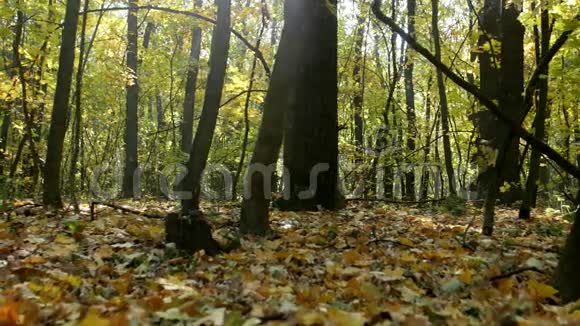 秋天森林里美丽的日出视频的预览图