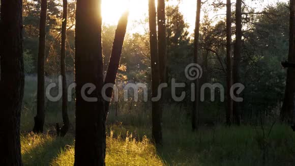 日落时森林的美丽自然视频的预览图