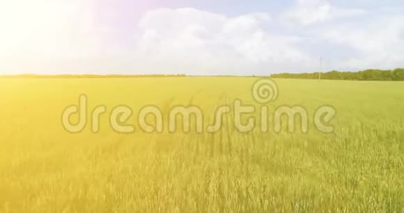 超高清4K鸟瞰图在绿色和黄色麦田上空低飞视频的预览图