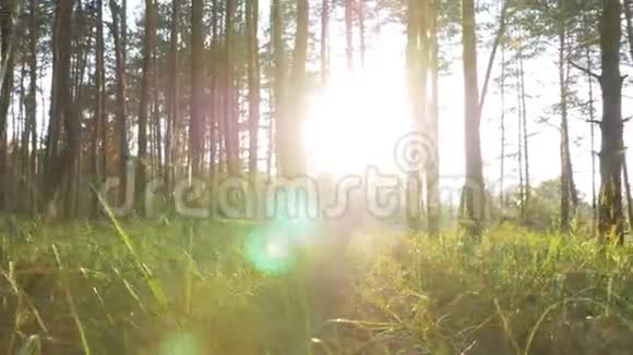 日落时森林的美丽自然视频的预览图