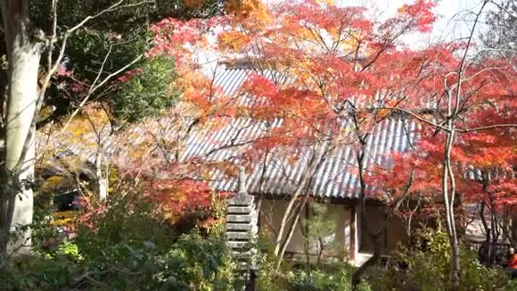 美丽的秋色乔雅科吉视频的预览图