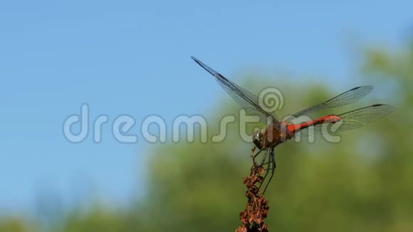 绿色植物背景下红色蜻蜓分支视频的预览图